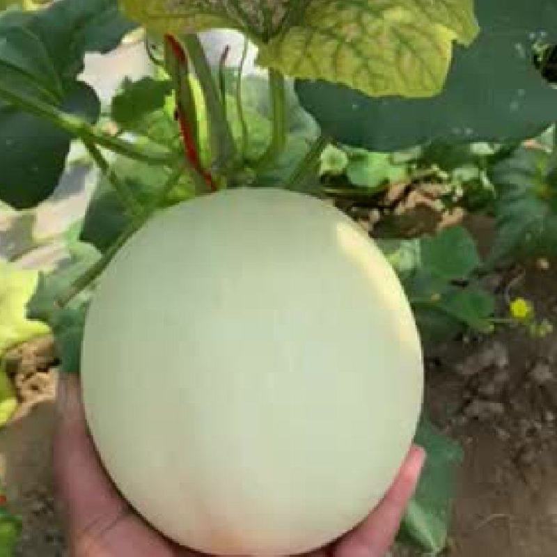 精品玉菇甜瓜