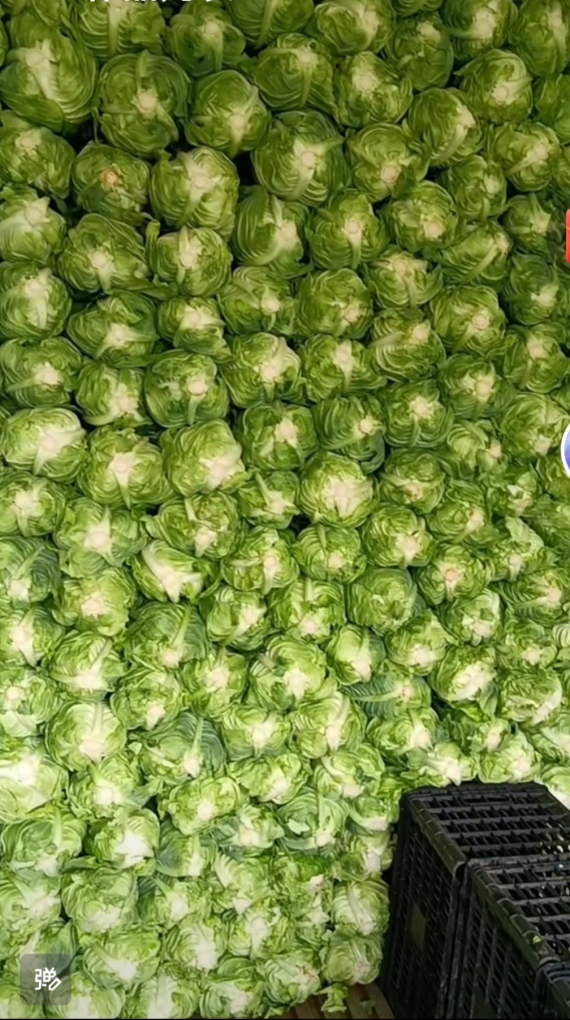昭通牛心菜价格便宜