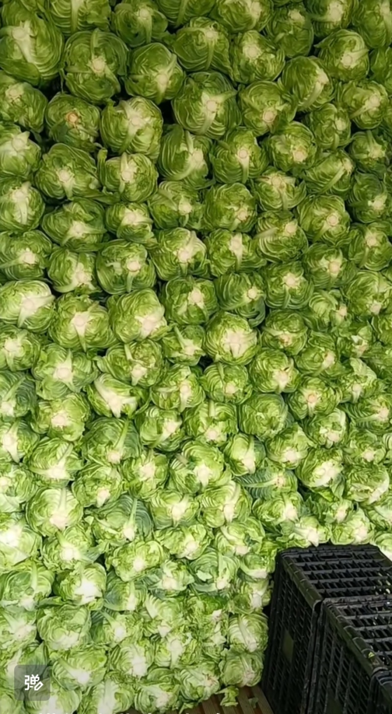 昭通牛心菜价格便宜