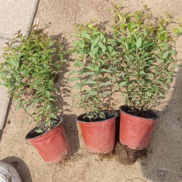 【金焰绣线菊】多年老店长期有货价格优惠