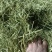 2024年头茬紫花首苜蓿草牛羊马驴羊驼草料