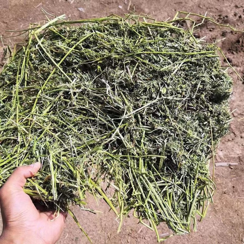 2024年头茬紫花首苜蓿草牛羊马驴羊驼草料