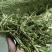 2024年头茬紫花首苜蓿草牛羊马驴羊驼草料