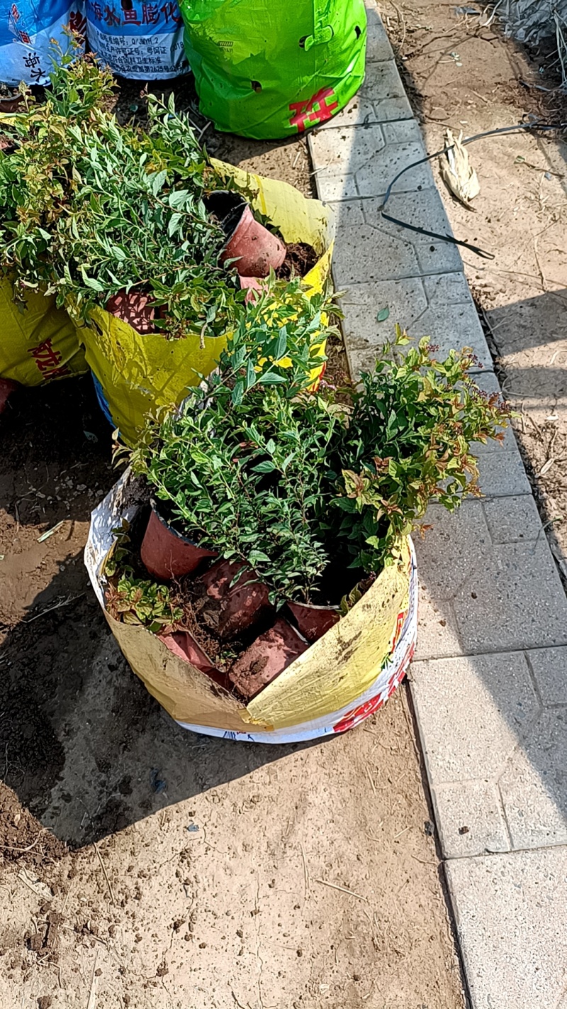 【金焰绣线菊】多年老店长期有货价格优惠