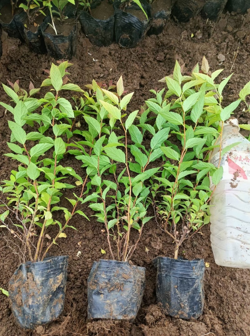 【金焰绣线菊】多年老店长期有货价格优惠