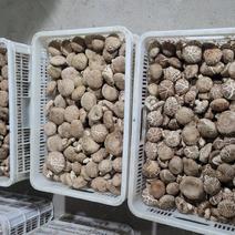 山西沁水香菇基地，反季节香菇大量上市，产地直发