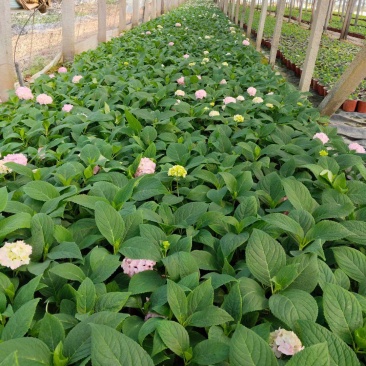 绣球花（无尽夏）规格齐全品质保证支持视频看货