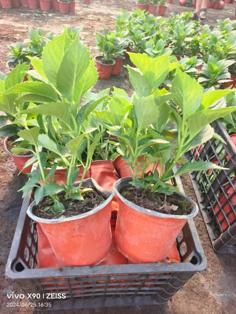 绣球花（无尽夏）规格齐全品质保证支持视频看货