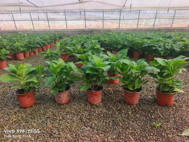 绣球花（无尽夏）规格齐全品质保证支持视频看货