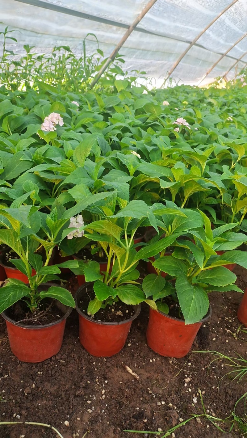 绣球花（无尽夏）规格齐全品质保证支持视频看货