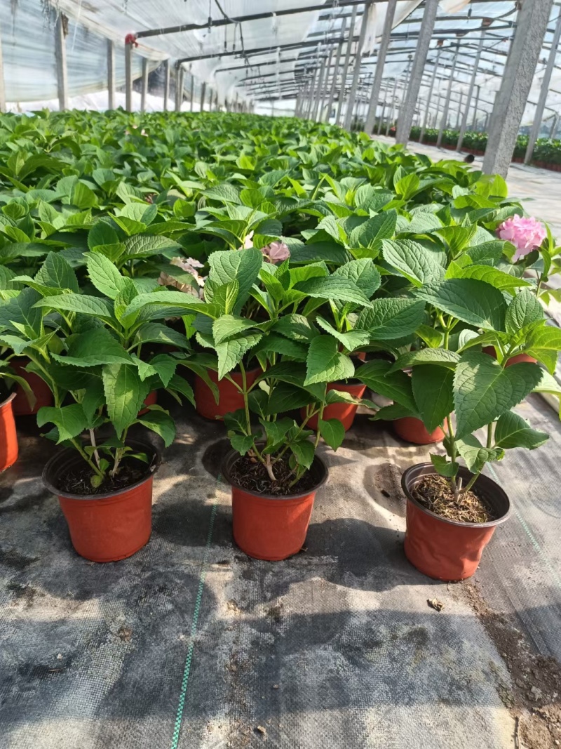 绣球花（无尽夏）规格齐全品质保证支持视频看货