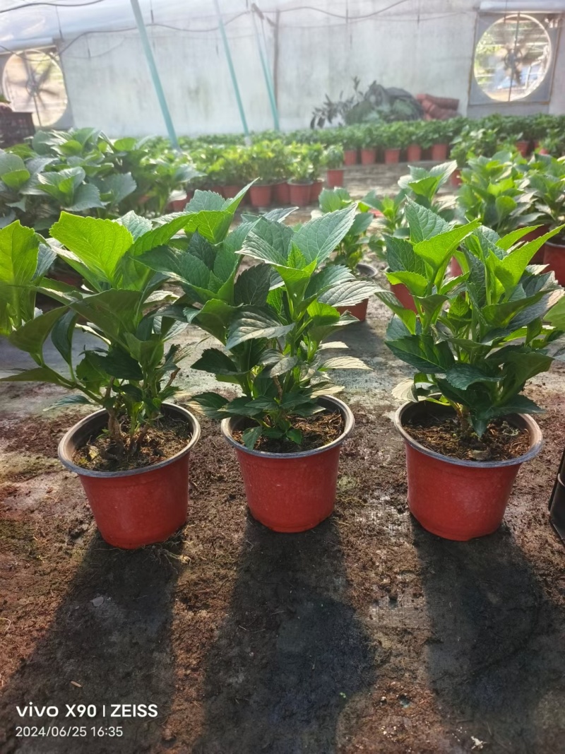 绣球花（无尽夏）规格齐全品质保证支持视频看货