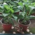 绣球花（无尽夏）规格齐全品质保证支持视频看货