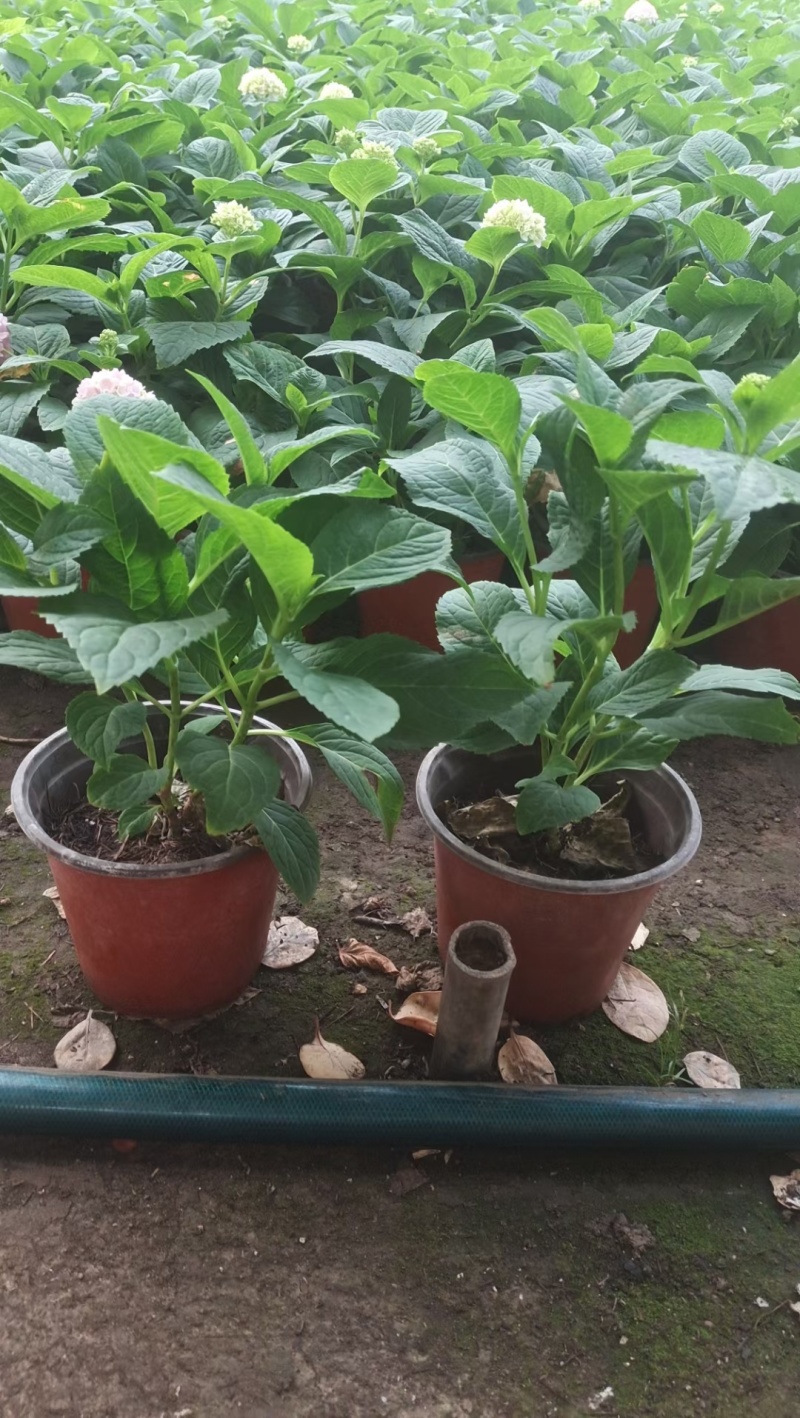 绣球花（无尽夏）规格齐全品质保证支持视频看货