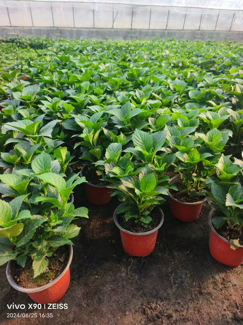 绣球花（无尽夏）规格齐全品质保证支持视频看货