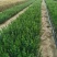 精品水蜡苗大量上市品质保证量大从优一手货源