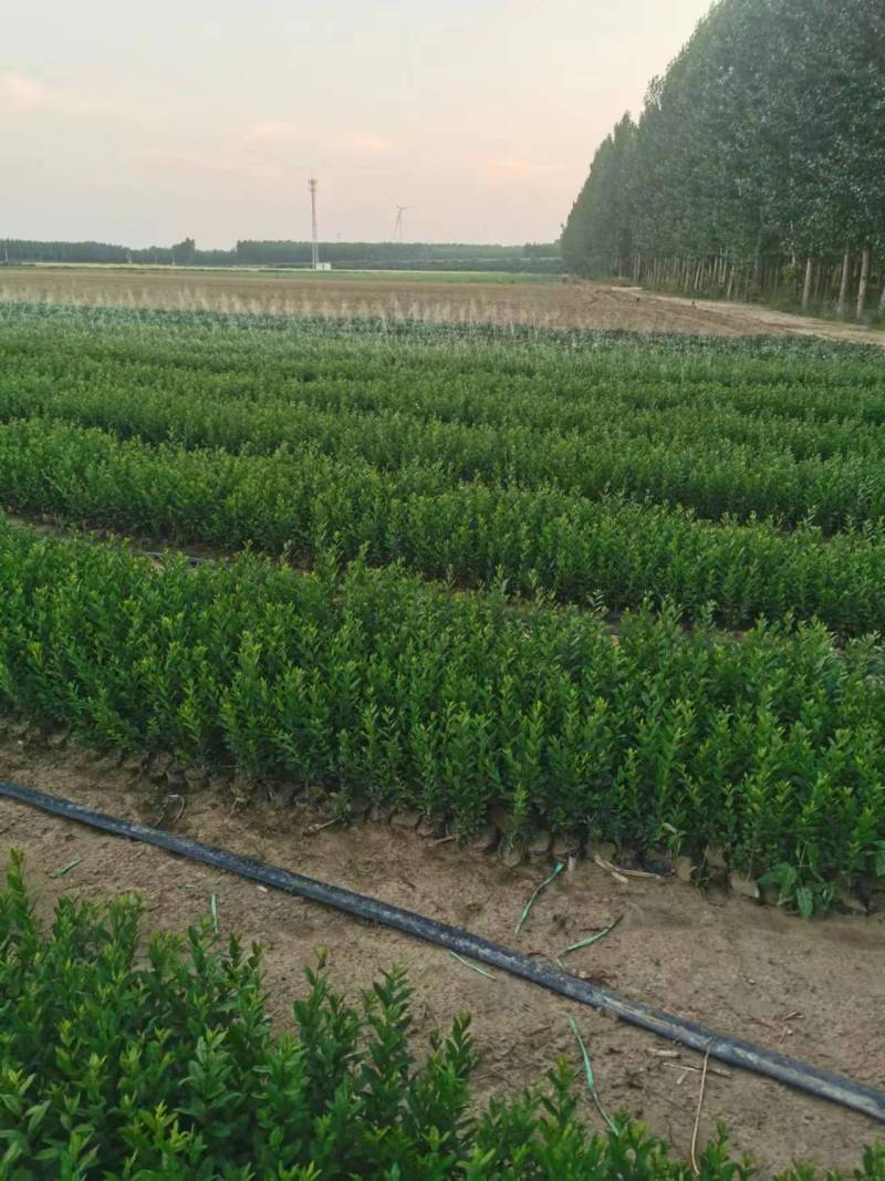 精品水蜡苗大量上市品质保证量大从优一手货源