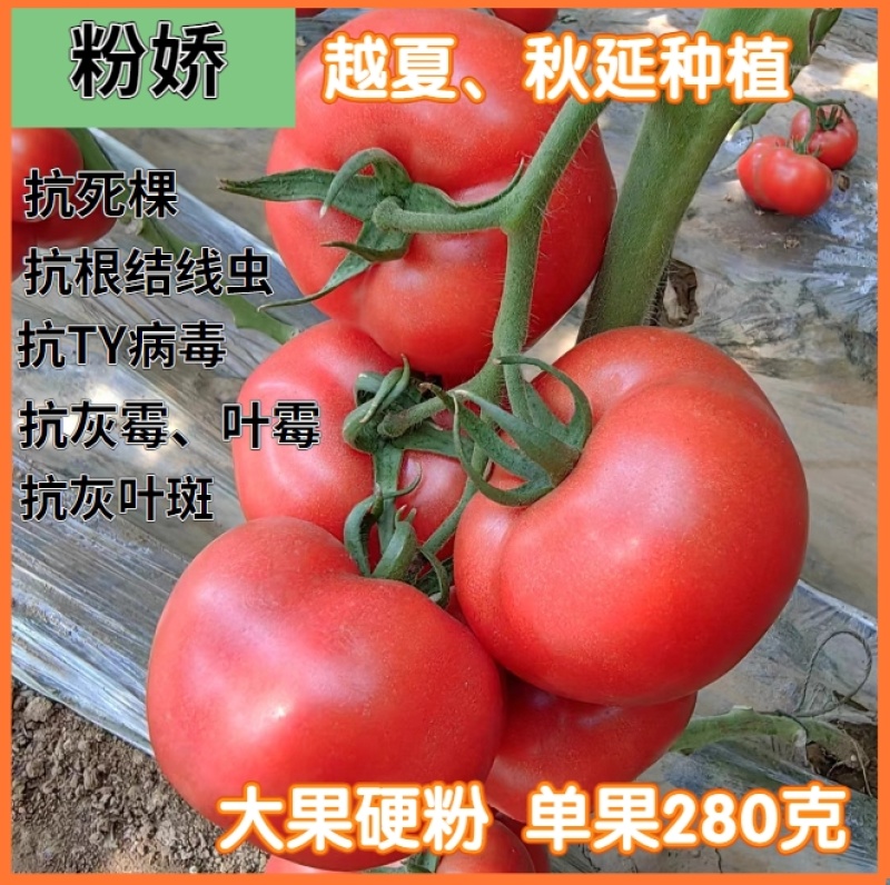 西红柿种子大果硬粉春丽骄阳冬悦哈雷早春越夏秋延越冬四季可种植