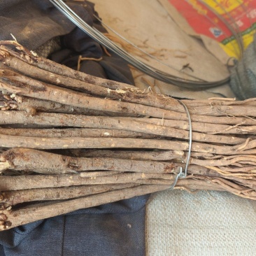 甘肃红芪干货个子，规格齐全，质量有保障，产地直发