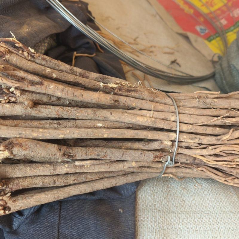 甘肃红芪干货个子，规格齐全，质量有保障，产地直发