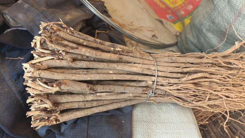 甘肃红芪干货个子，规格齐全，质量有保障，产地直发