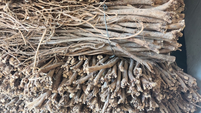 甘肃红芪干货个子，规格齐全，质量有保障，产地直发