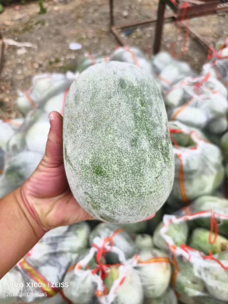 水果冬瓜，电商专用，一手货源，个头匀称，价格合理量大价优