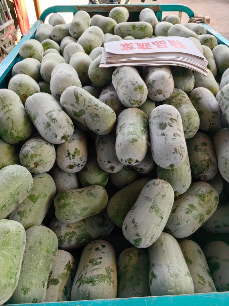 精品小冬瓜货源充足基地直发价格便宜质量保证
