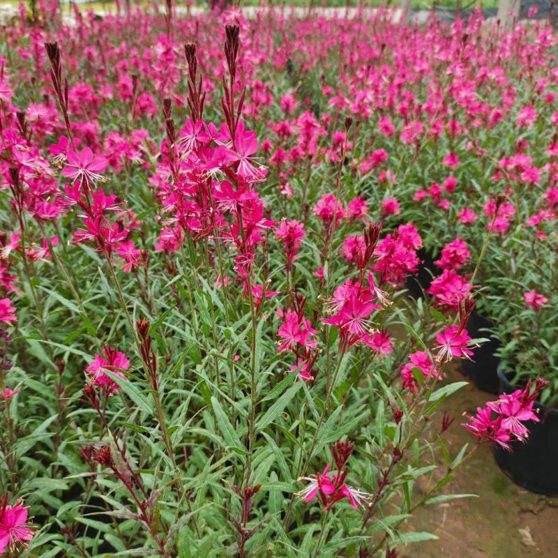 山桃草（千鸟花）苗圃支发价格优惠成活率高欢迎来电