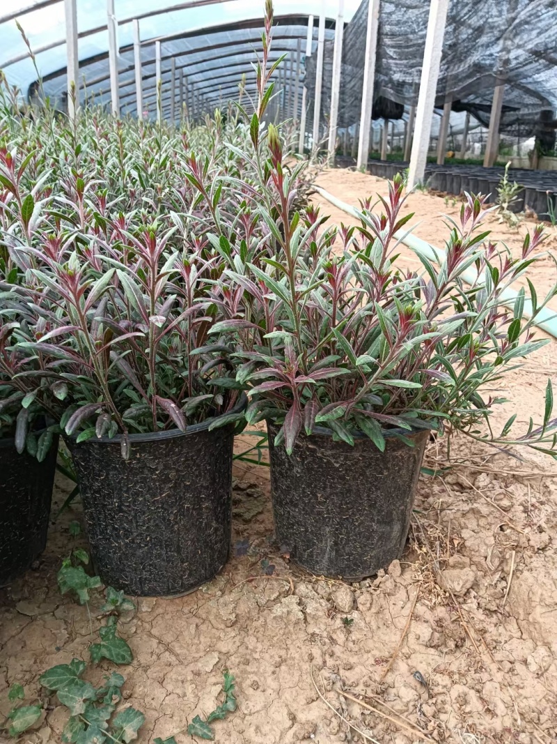 山桃草（千鸟花）苗圃支发价格优惠成活率高欢迎来电