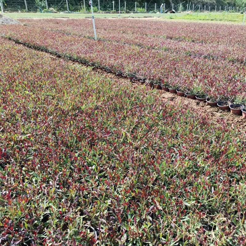 山桃草（千鸟花）苗圃支发价格优惠成活率高欢迎来电