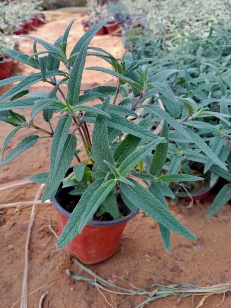 墨西哥鼠尾草规格齐全成活率高欢迎来电下单诚信经营