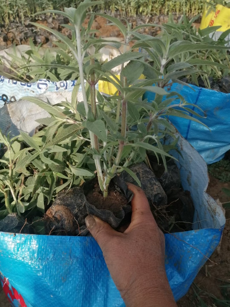 墨西哥鼠尾草规格齐全成活率高欢迎来电下单诚信经营