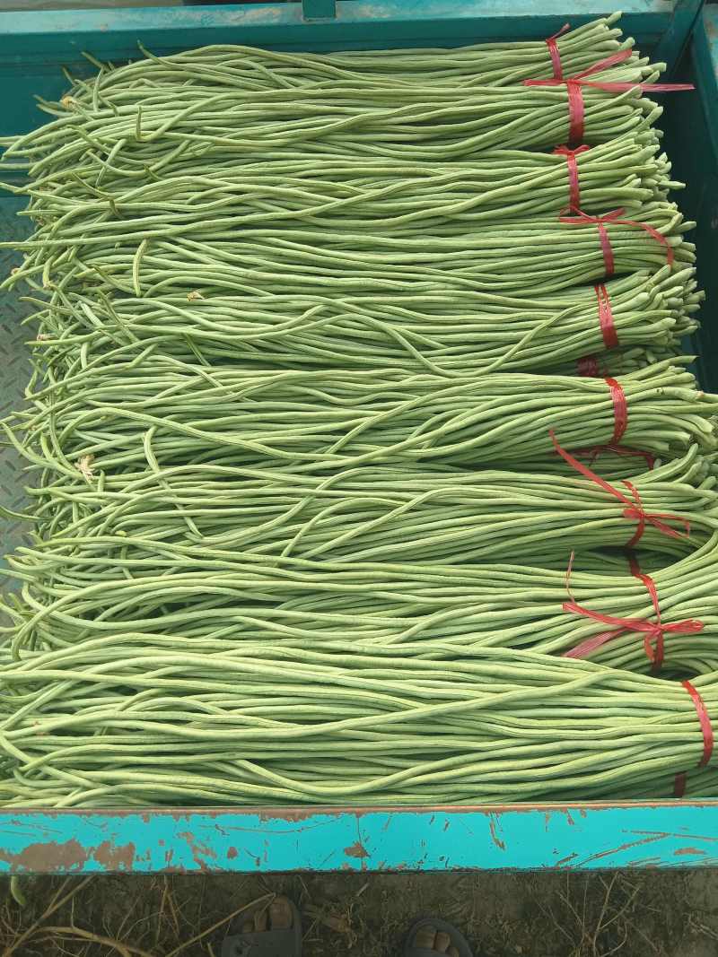 精品青条长豆角，大量现货，需要的老板可以联系了