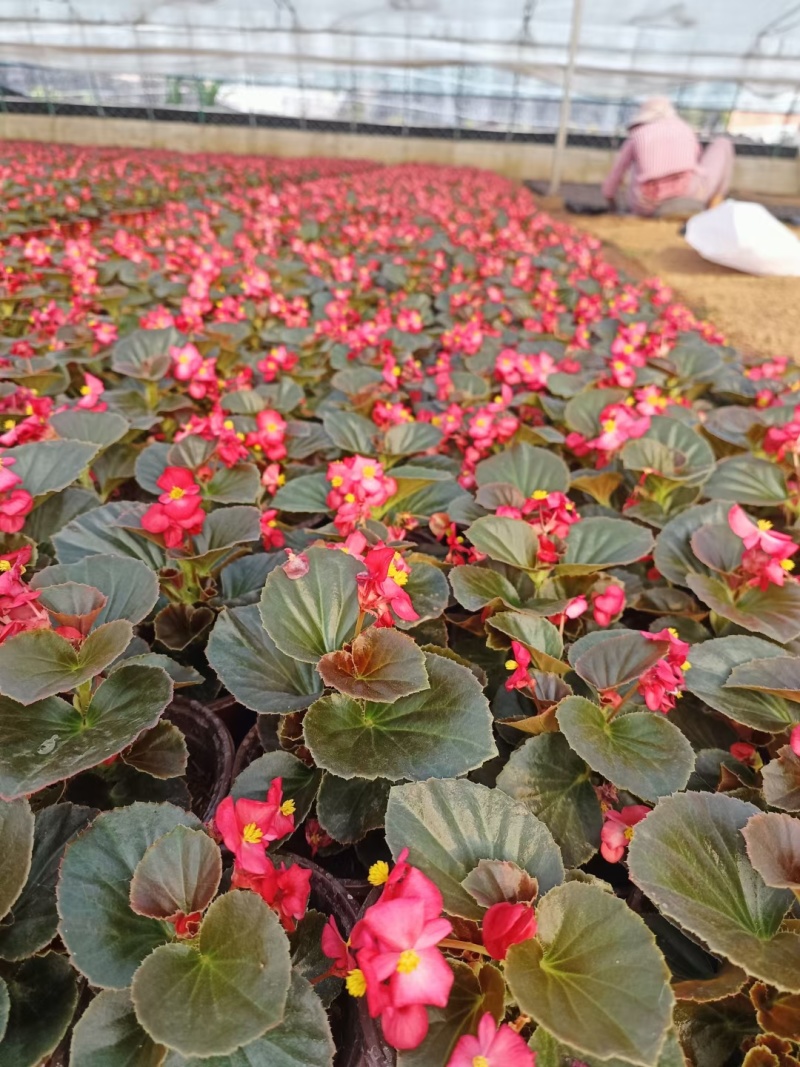 四季海棠开花时间超长
