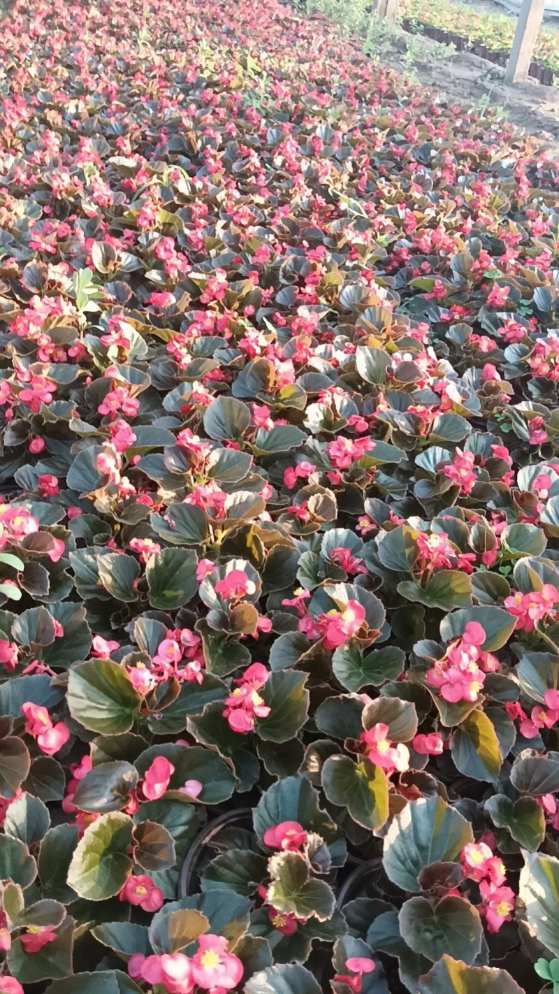 四季海棠开花时间超长