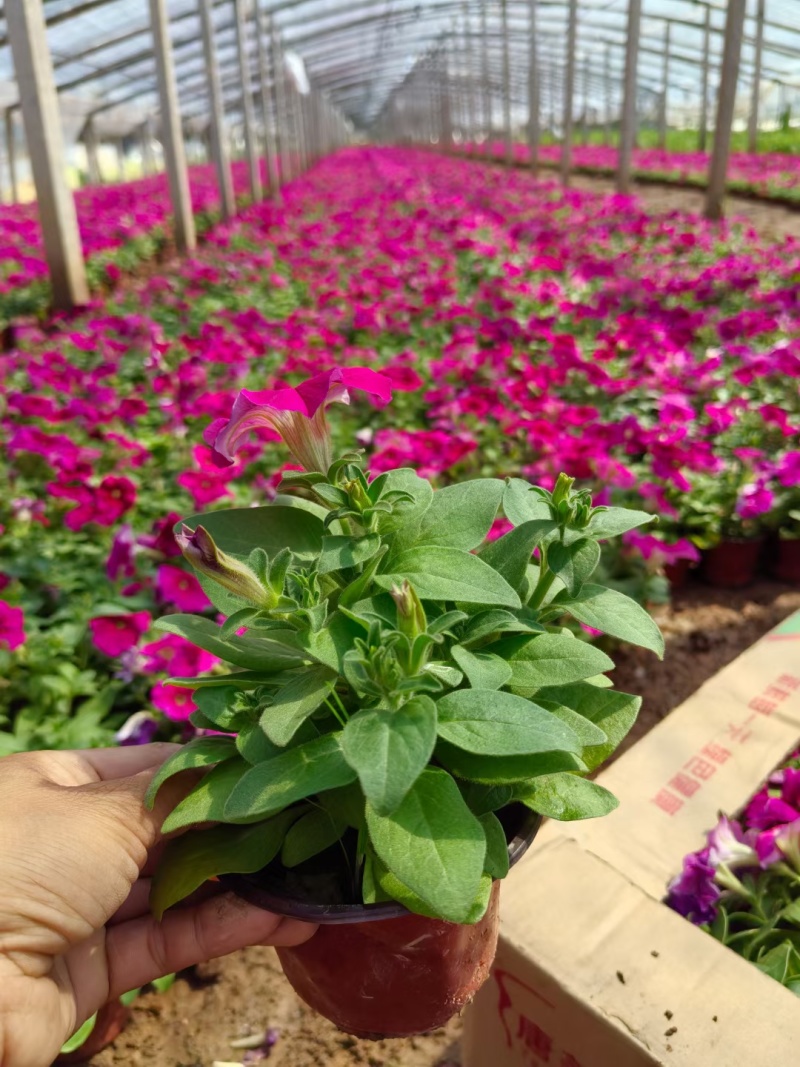 矮牵牛。市政节日租摆草花多种颜色搭配更出彩