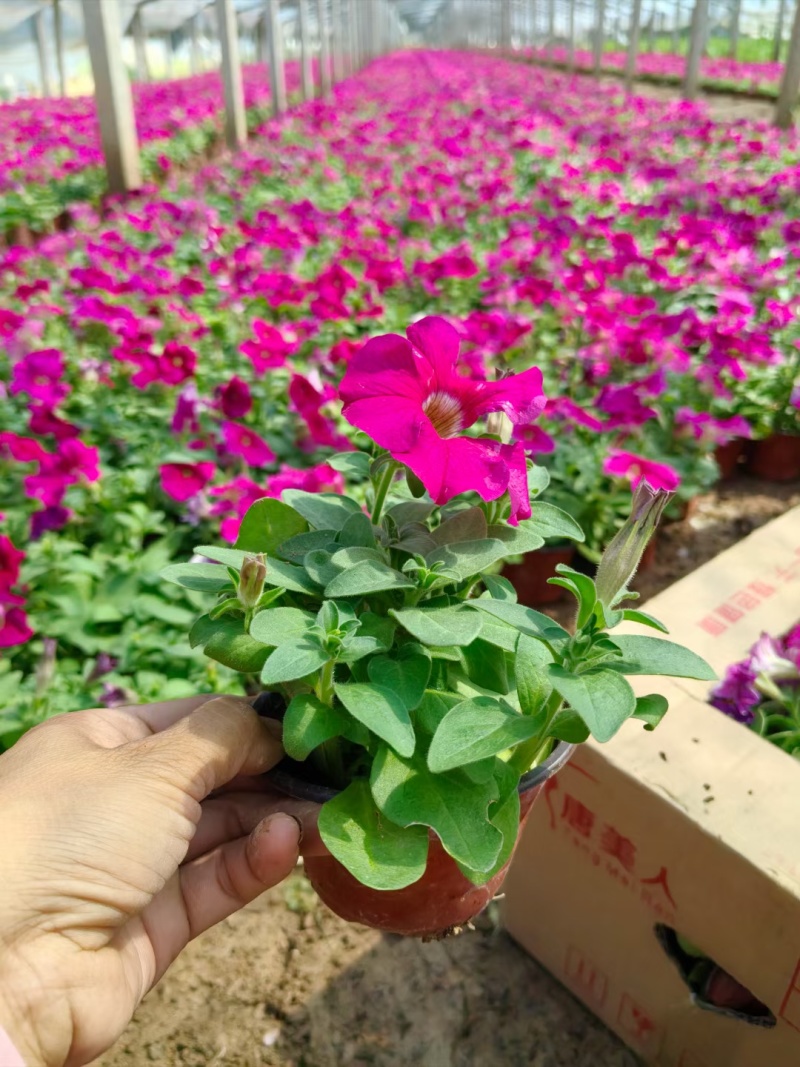 矮牵牛。市政节日租摆草花多种颜色搭配更出彩