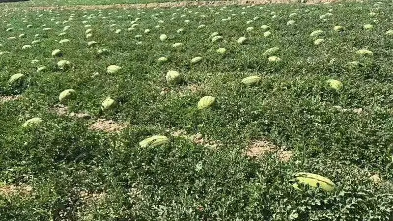 金城5号西瓜在田间种植的场景