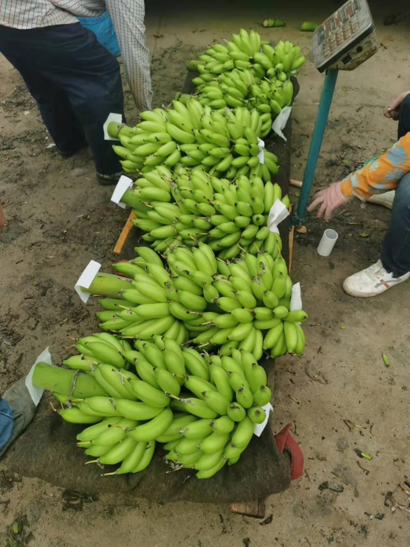 正宗海南皇帝蕉皇帝蕉香甜软糯非常甜纯甜
