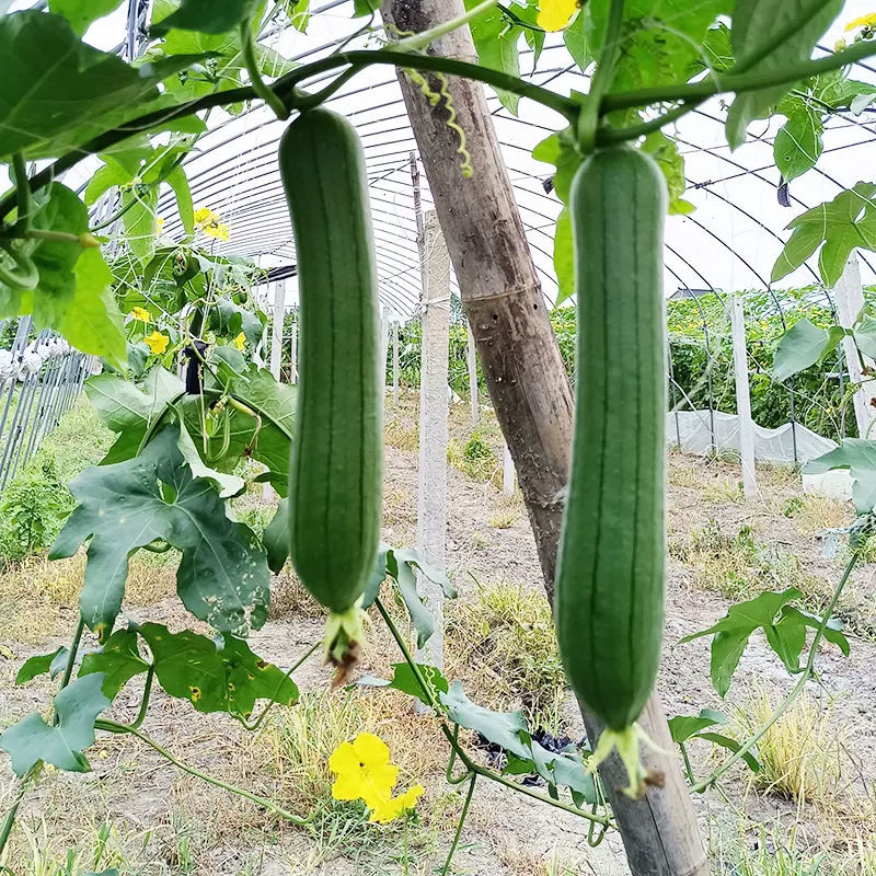 农之子早佳丝瓜杂交一代薄皮丝瓜早熟瓜码密大型基地用种春秋