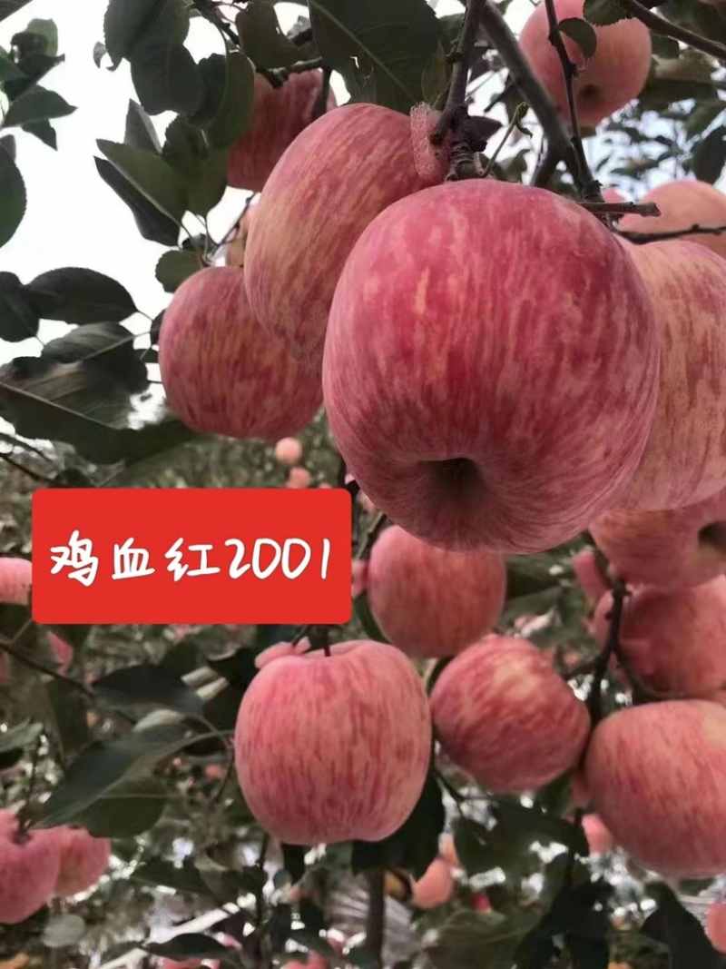 爱妃苹果树苗大量供应，一手货源，产地直发，价格优惠