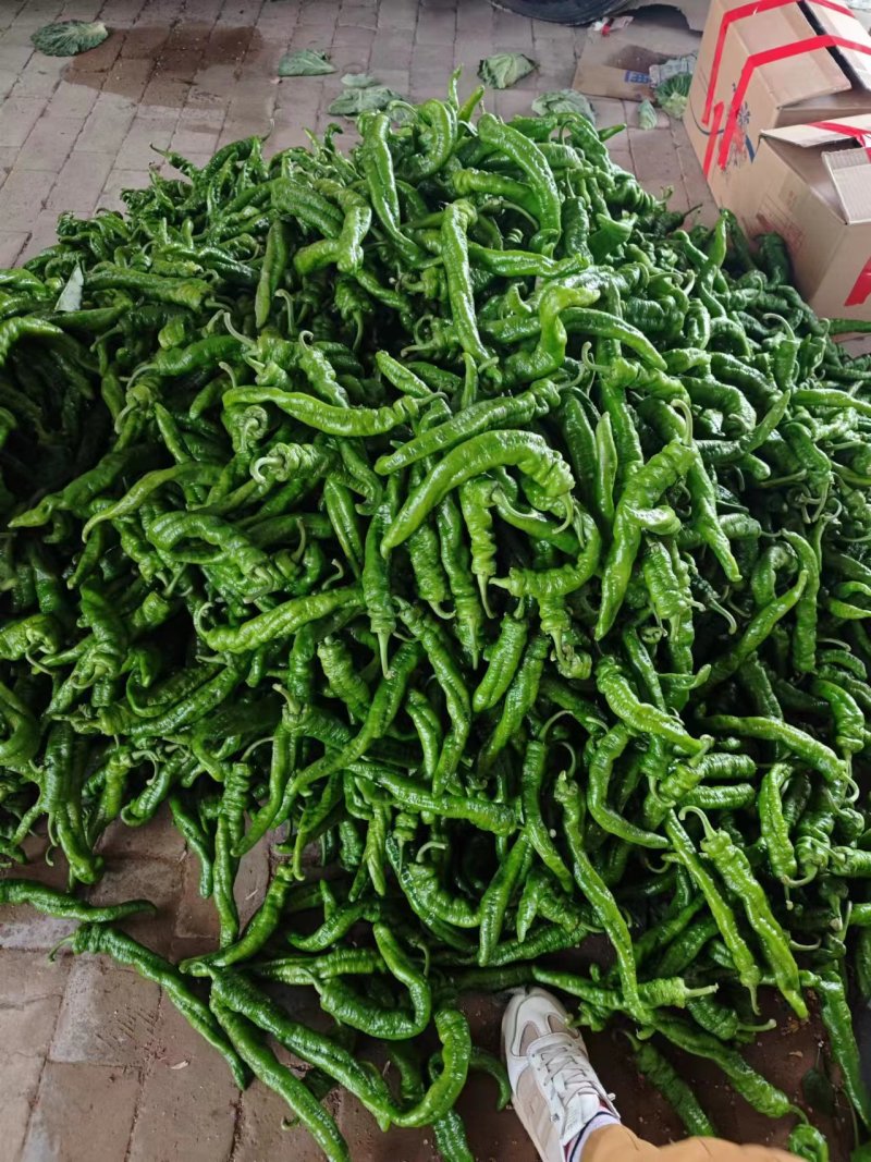 陇椒