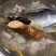 干货野五指毛桃牛大力土茯苓片去湿三宝包邮基地直供