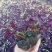 醡浆草（绿叶红花紫叶红花）