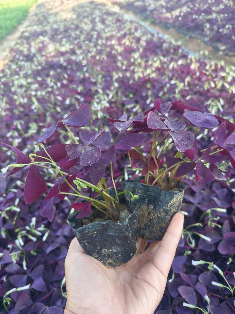 醡浆草（绿叶红花紫叶红花）