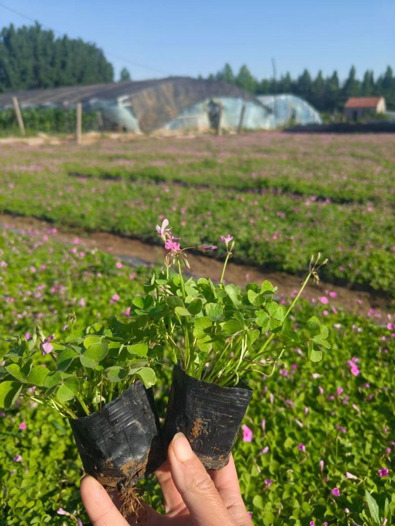 醡浆草（绿叶红花紫叶红花）