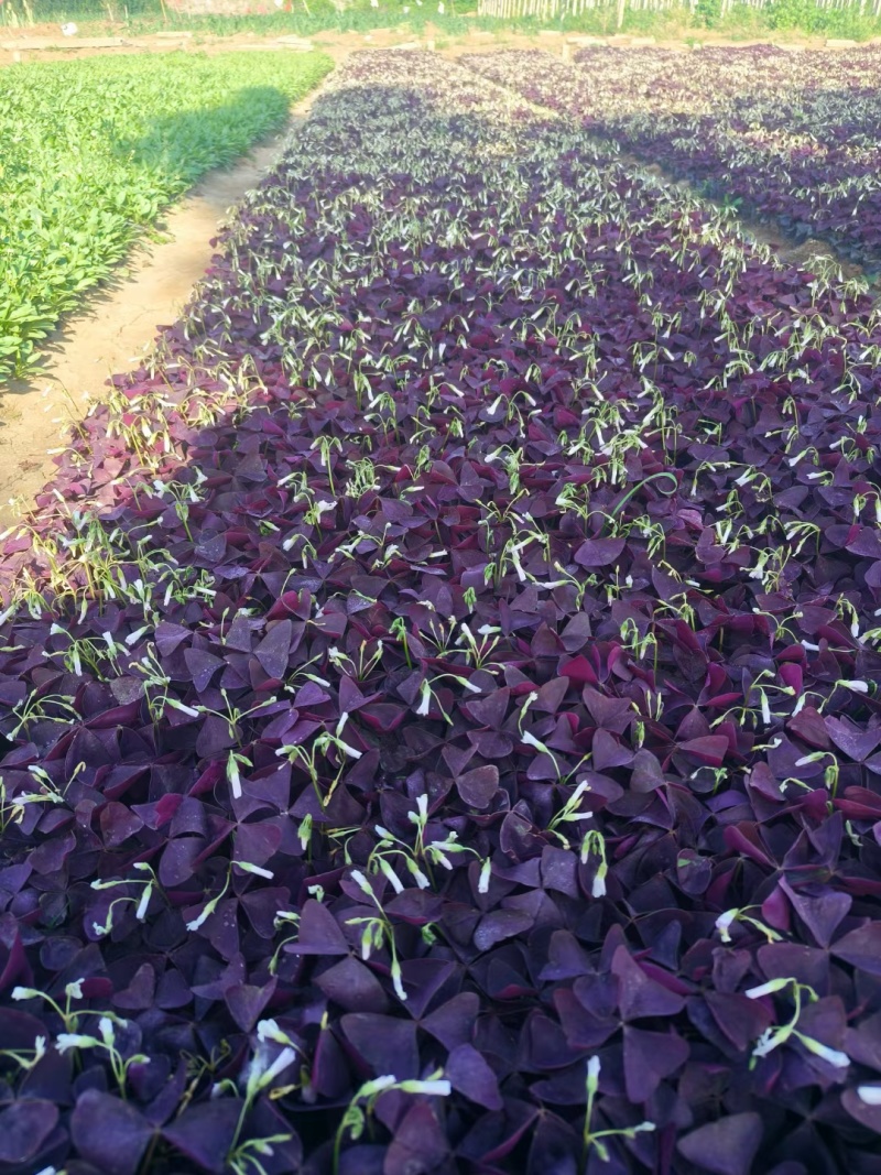 醡浆草（绿叶红花紫叶红花）