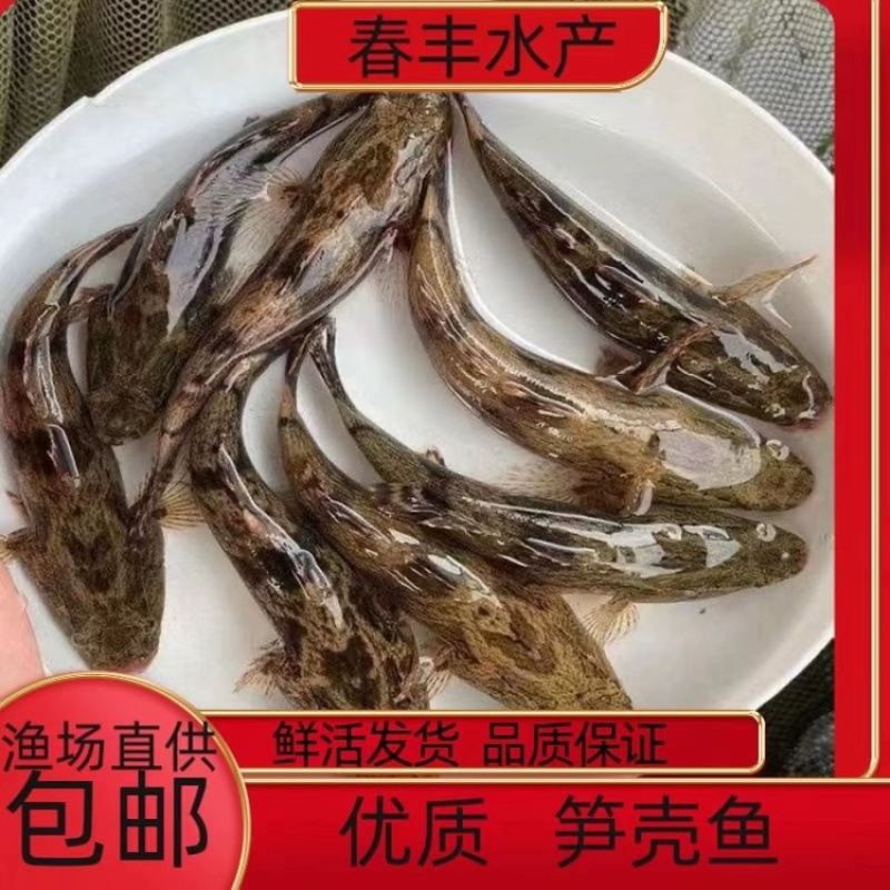 泰国笋壳鱼苗，品种优良抗病强生长快