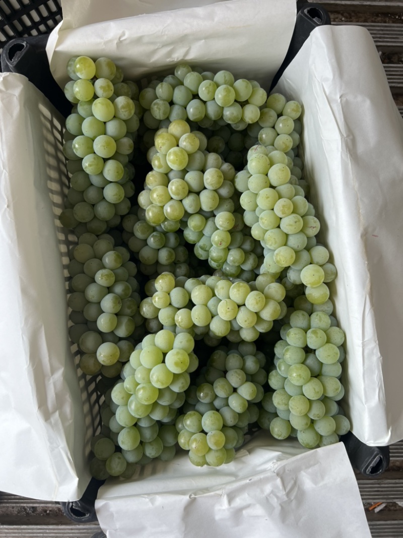 精品水晶葡萄